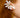 Ear cuff fiore di margherita